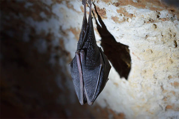 Bat surveys for renovation projects and barn conversions