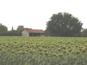 Unconverted barn in Deux Sevres, Poitou Charentes, France